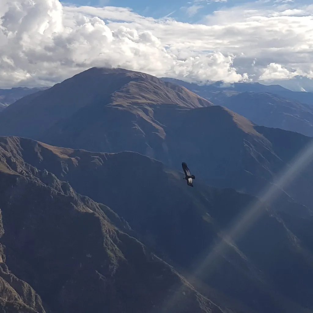 Andean condor at the Chonta viewpoint, Cusco