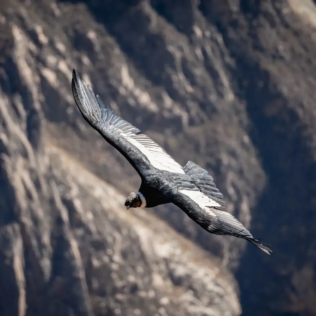 Colca Canyon Tour from Arequipa