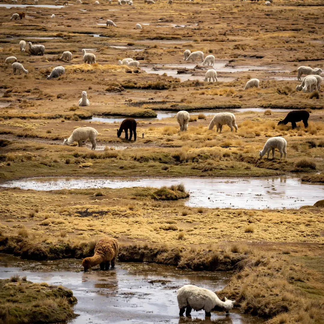 Alpacas on the high plateau on the way to Colca