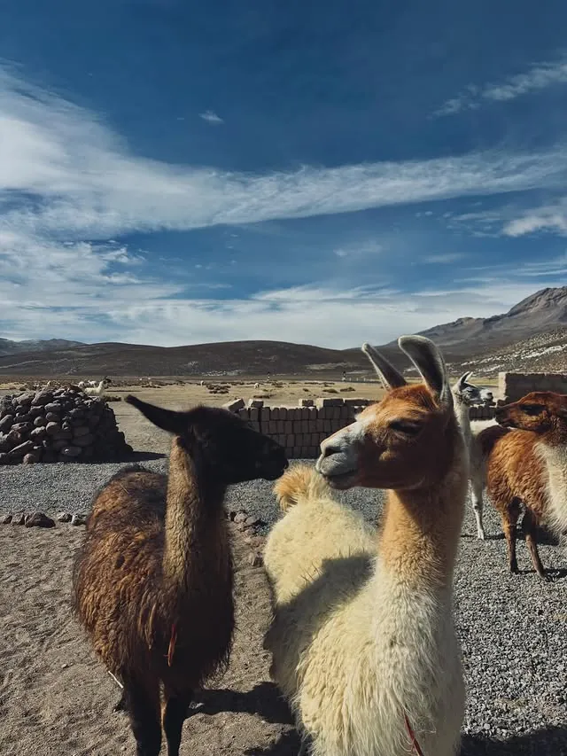 Llamas on the high plateau